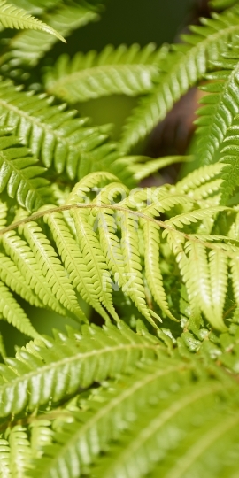 Mobile wallpaper: New Zealand tree fern fronds - Kiwi themed phone background picture for display ratios between 16:9, 18:9 and 20:9