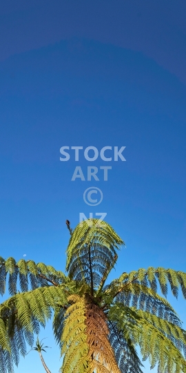 Mobile wallpaper: New Zealand tree fern with blue sky