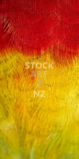 Mobile wallpaper: Red and yellow Rosella parrot feathers - Australia/New Zealand themed phone lock screen picture, for display size ratios of 18:9 (or fitting anything between 16:9 - 20:9)