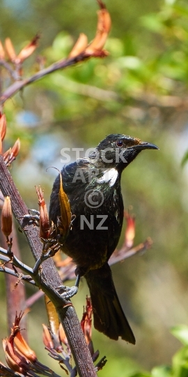 Mobile wallpaper: Tui bird on flax flowers