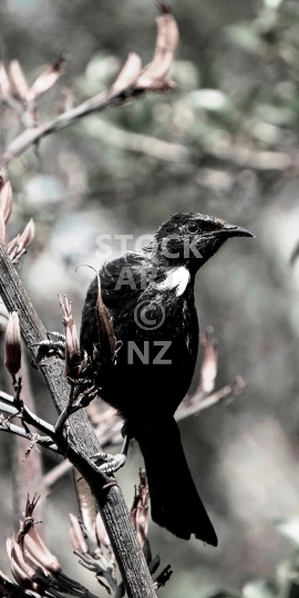 Mobile wallpaper: Tui on flax - Kiwi themed black & white phone background picture, for display size ratios of 18:9 (or fitting anything between 16:9 - 20:9)<br>
