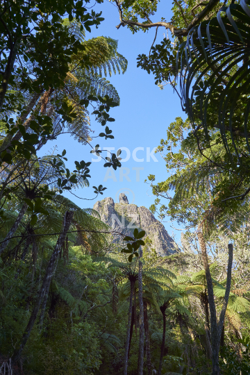 Mount Manaia track at the Whangarei Heads  - View from the walking track to the summit through native bush