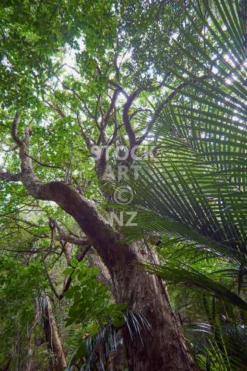 Mount Parihaka - Ross Track - Whangarei NZ