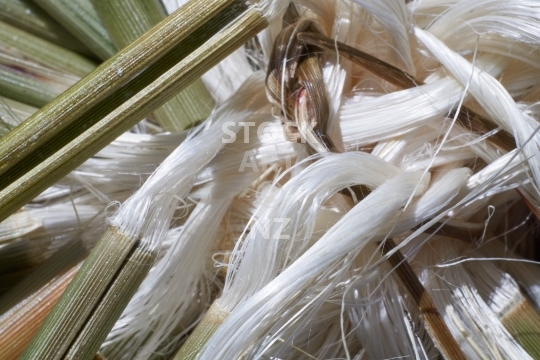 Muka fibres and pokinikini - NZ flax weaving