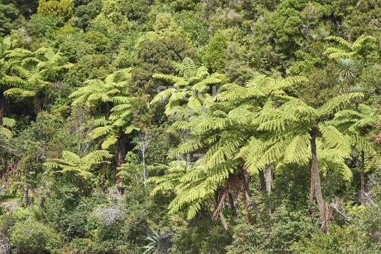 Native bush with black tree ferns - Mamaku ferns in a typical New Zealand forest