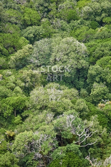 Native New Zealand forest - Native bush with Puriri trees - view of the forest canopy from above