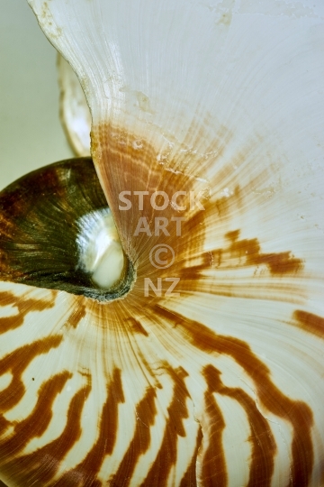 Nautilus shell closeup