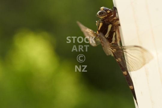 New Zealand bush giant dragonfly - Uropetala carovei or Kapokapowai, the largest dragonfly in New Zealand