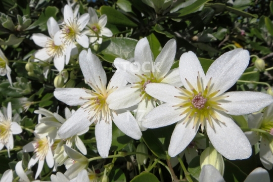 New Zealand clematis flowers - Closeup of beautiful white native clematis flowers - Clematis paniculata or puawhananga - lower resolution photo, ideal for web use