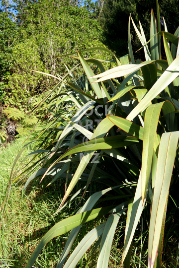 New Zealand flax bush - Phormium tenax - This bush is a cultivar ideal for weaving, planted in a flax pa