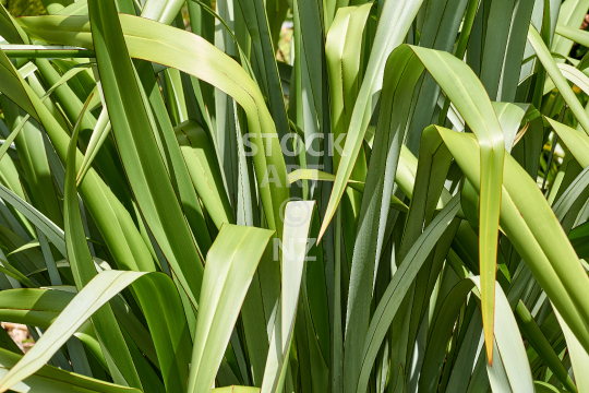 New Zealand flax bush - Phormium tenax plant, perfect to weave with