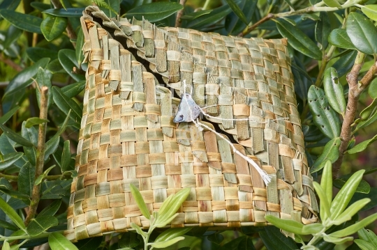 New Zealand flax weaving: Ipu whenua