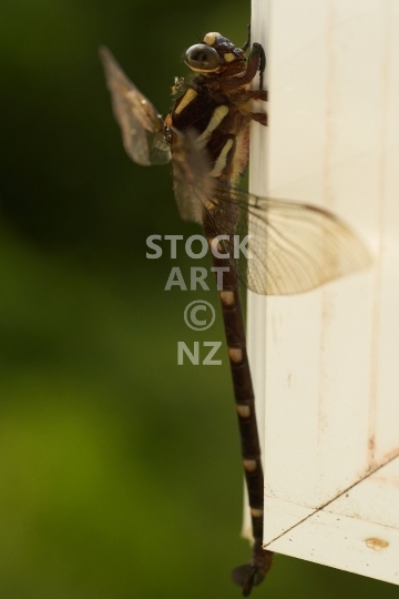 New Zealand giant dragonfly - Uropetala carovei or Kapokapowai, the biggest dragonfly in New Zealand