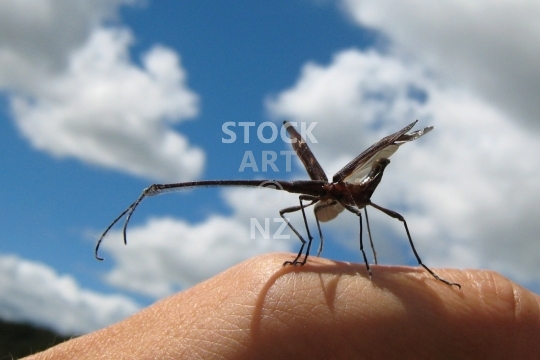 New Zealand giraffe weevil flying off