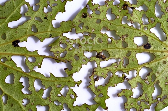 New Zealand Kawakawa leaves - closeup - Abstract image of leaves with looper moth holes