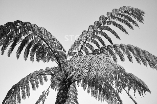 New Zealand Mamaku tree fern - black & white
