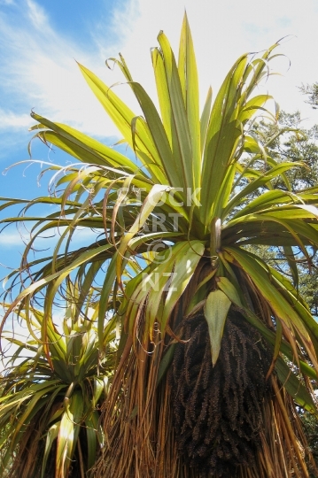 New Zealand Mountain cabbage tree - Cordyline indivisa, also Toi - lower resolution stock photo