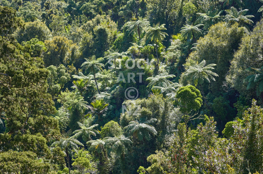 New Zealand native bush - Waikato NZ - Indigenous forest with tree ferns and nikau palms, view from above