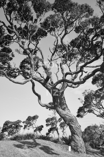 New Zealand pohutukawa tree - black and white photo - Whananaki Coast in Northland