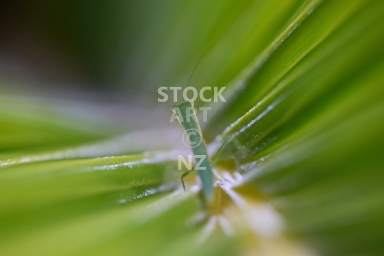 New Zealand praying mantis - Macro closeup on palm leaf - Orthodera novaezealandiae