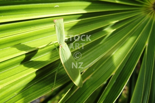 New Zealand praying mantis on a leaf - The endemic Orthodera novaezealandiae - web only photo