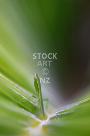 New Zealand praying mantis on a palm leaf - Macro closeup of the endemic Orthodera novaezealandiae