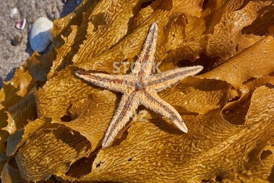 New Zealand starfish on kelp - Comb star or Astropecten polyacanthus on bull kelp