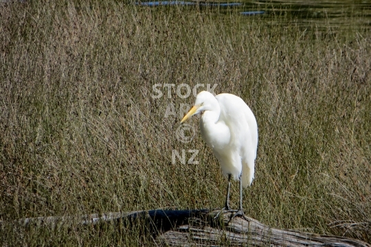New Zealand White heron - An elusive Kotuku in Fjordland - lower resolution 800 pixel web only stock photo