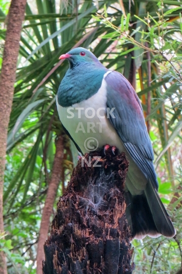 New Zealand wood pigeon looking down