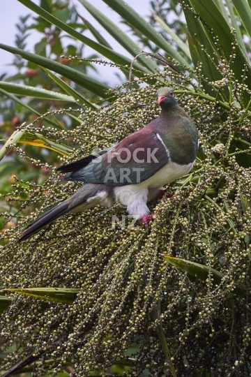New Zealand wood pigeon or Kereru feeding - Caught while eating cabbage tree seeds