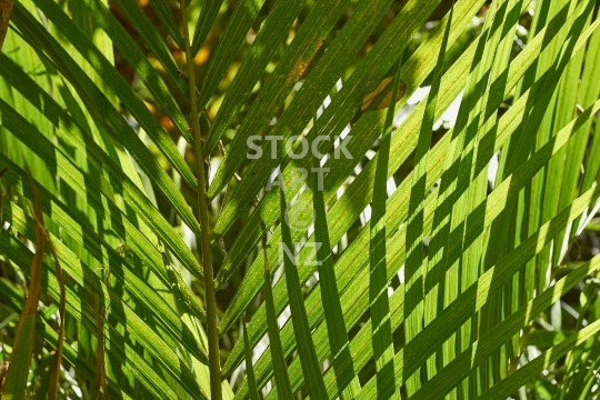 Nikau palm leaves  - Branches crossing over each other in the sunlight