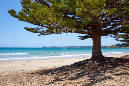 Norfolk pine on Whananaki South beach - Northland, NZ - Shade from an iconic old tree planted by settlers and white sand on the south side of Whananaki
