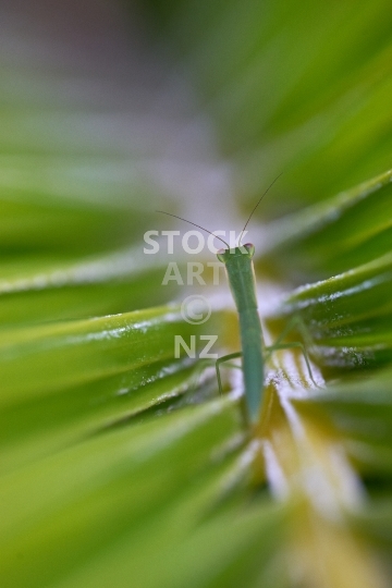NZ praying mantis  - Artistic macro closeup of the endemic Orthodera novaezealandiae insect