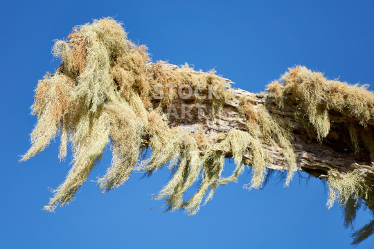Old mans beard - Usnea lichen growing on an old Puriri tree in New Zealand