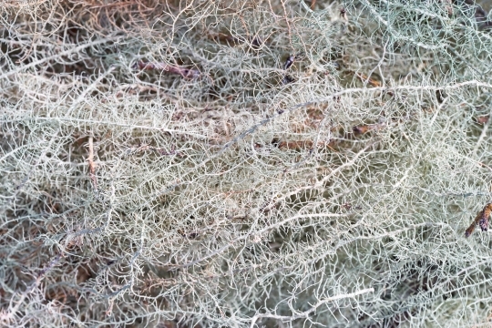 Old mans beard lichen - Usnea