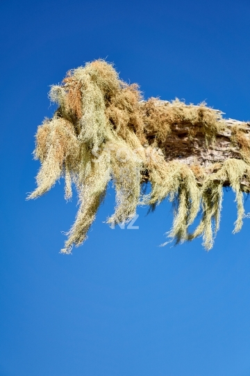 Old mans beard lichen