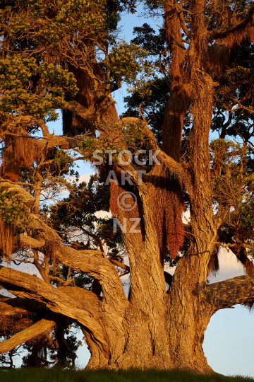 Old Pohutukawa tree 