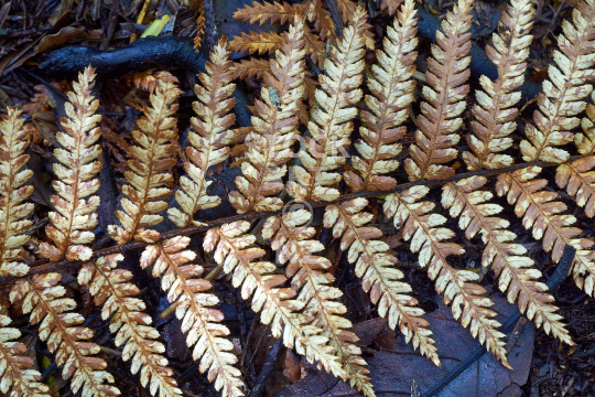 Old tree fern frond  - Closeup of a New Zealand wheki leaf on the forest floor