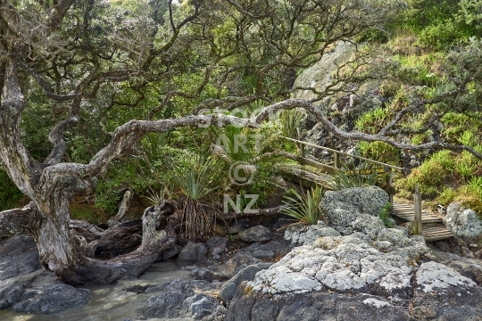 Onetangi Beach entrance to Belle Terrace Foreshore Reserve on Waiheke Island