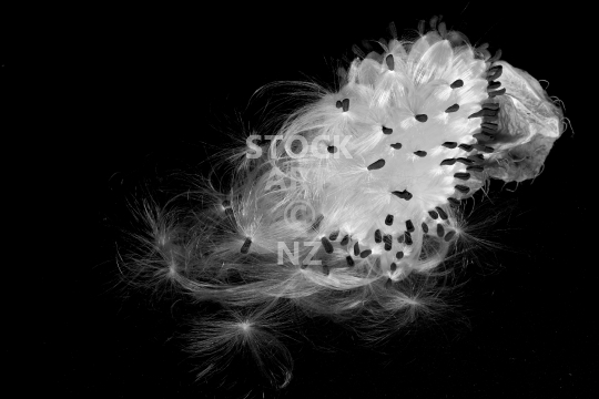 Open swan plant pod with fluffy seeds spilling out - Black & white macro photo with silky seed heads