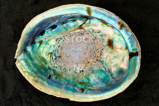 Paua shell -                                
