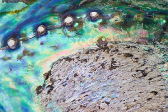 Paua shell closeup - Kiwiana background photo - the inside of a New Zealand abalone shell