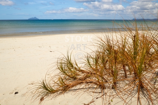 Pingao in the sand dunes of Ruakaka beach, Northland - Also Golden sand sedge, an endemic New Zealand plant