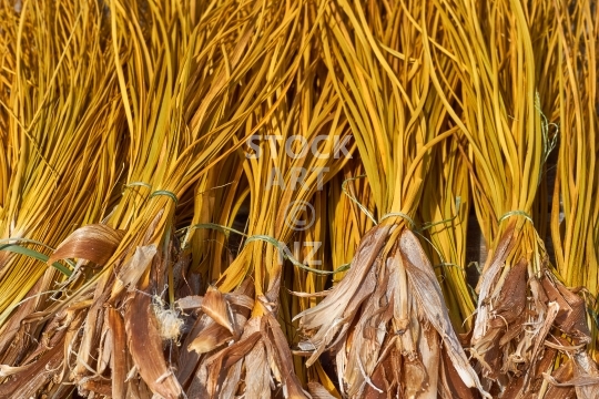 Pingao leaves - a traditional New Zealand weaving resource