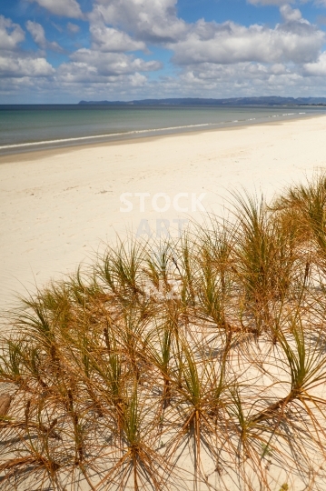 Pingao or Ficinia spiralis in the sand dunes of Ruakaka beach, Northland - Golden sand sedge, endemic New Zealand beach plants 