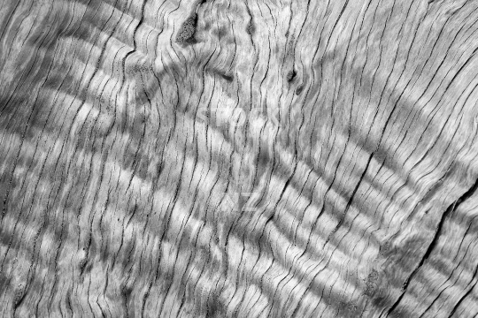 Pohutukawa closeup - driftwood on a New Zealand beach - Black & white background photo