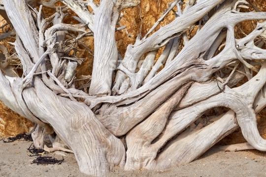 Pohutukawa skeleton - Closeup of an intricate dead skeletonised tree on a New Zealand beach, fallen down the bank due to coastal erosion