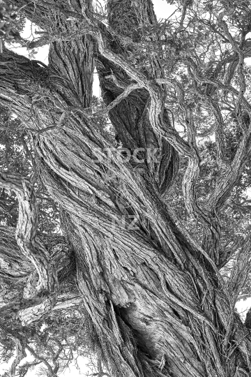 Pohutukawa tree - Beautiful texture in black & white