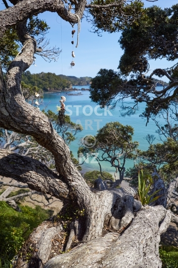 Pohutukawa tree above Tauwhara Bay in Whananaki, Northland NZ