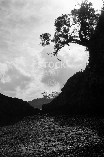Pohutukawa tree, beach and rocks silhouette - Black & white photo - hidden cove at Whangaumu Bay, Tutukaka Coast, Northland, NZ